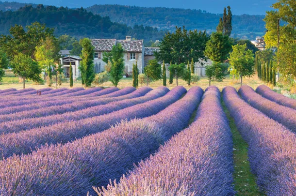 Provence, France | Simpson Travel Provence, France | Simpson Travel