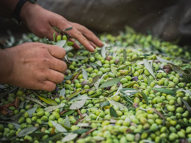 Koroneika Olives | Simpson Travel Koroneika Olives | Simpson Travel